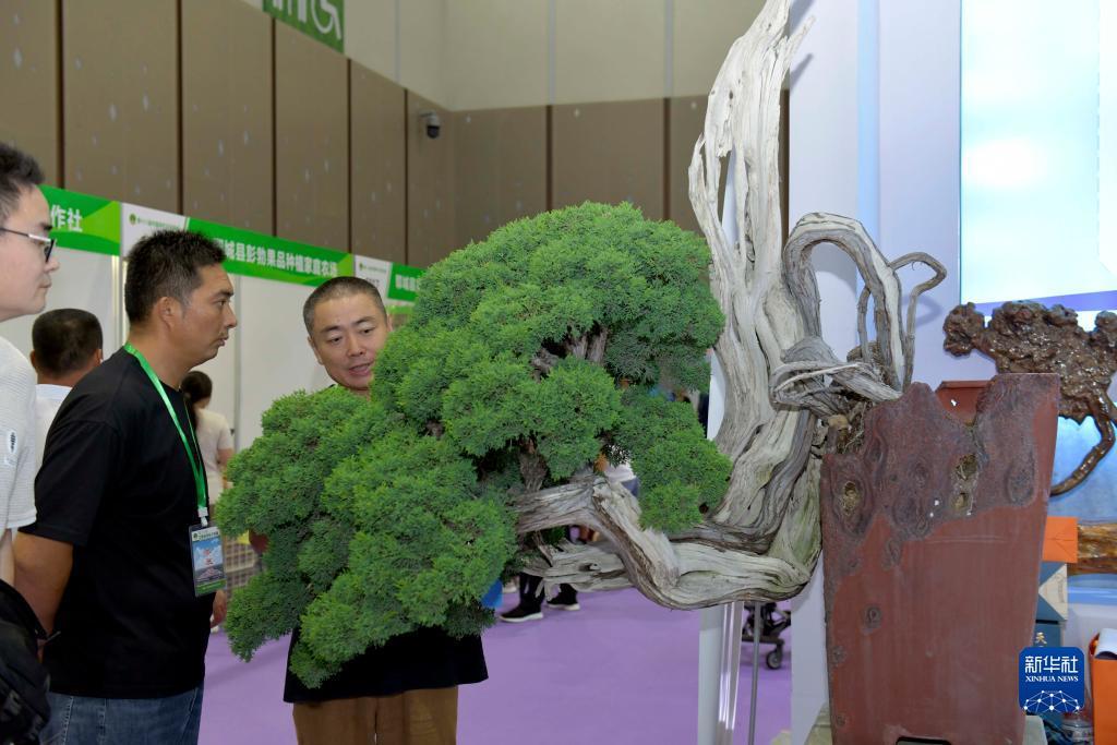 盛世 游戏